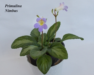 Primulina (Chirita) Nimbus